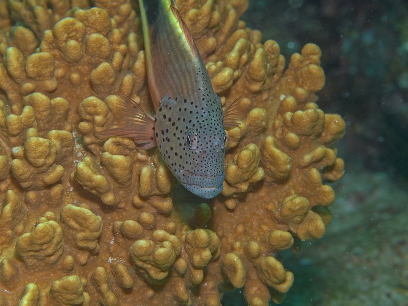 Fish, Rubiah Sea Garden